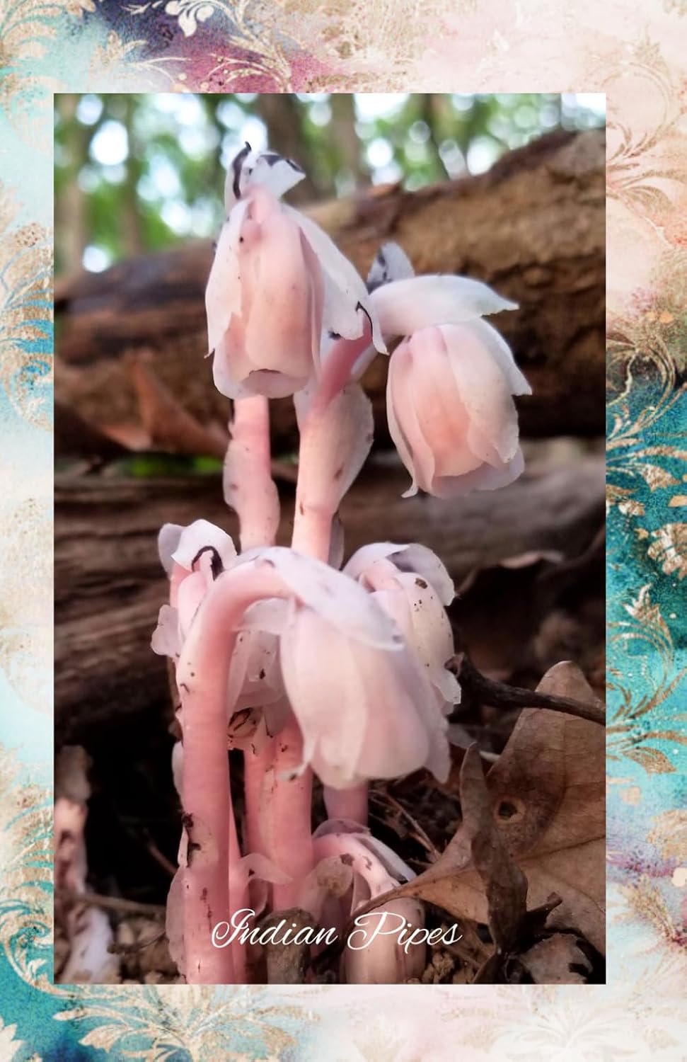 Indian Pipes: Journal/Planner baixar livro de graça
