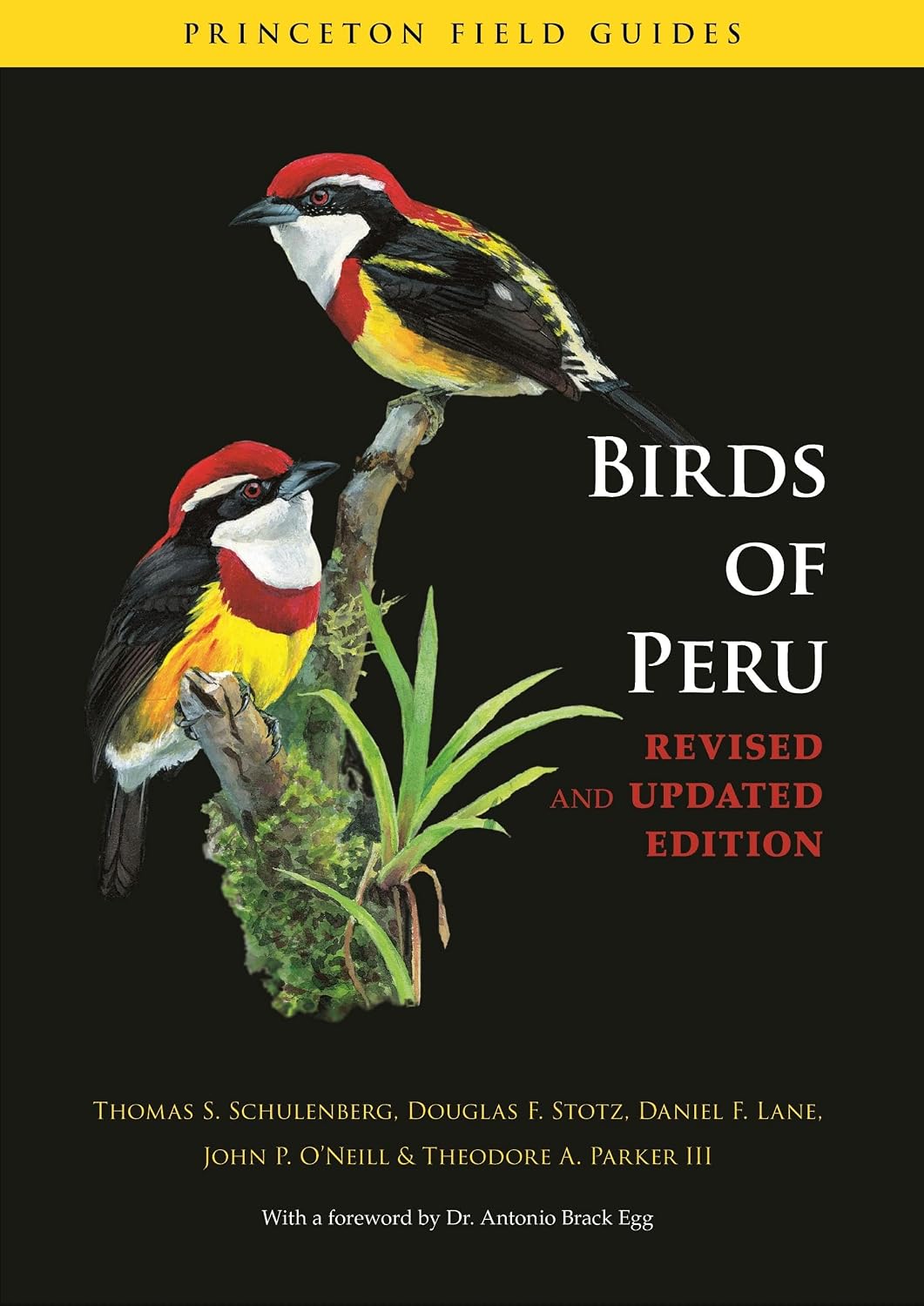 Birds of Peru: Revised and Updated Edition: 63 baixar livro de graça