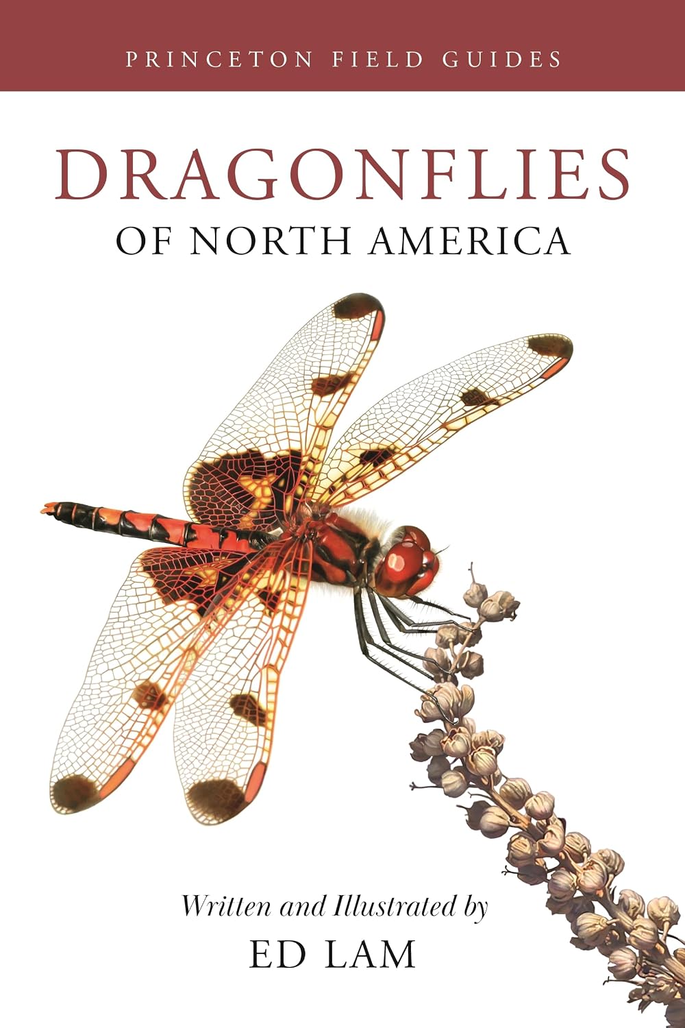 Dragonflies of North America: 167 baixar livro de graça