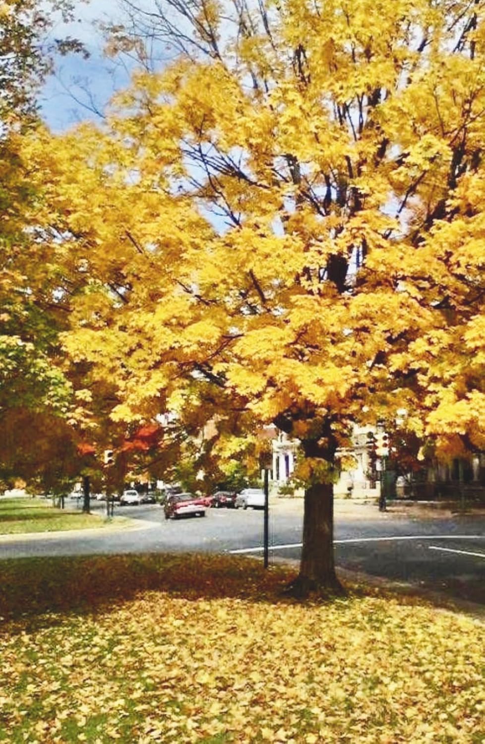 capítulo por capítulo baixar Autumn Moments Undated Weekly Planner: Pocket Size 5.5x8.5 Minimalist Personal Agenda with Golden Tree Aesthetic