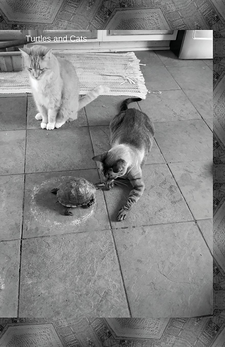 Turtles And Cats: Journal/Planner baixar livro de graça