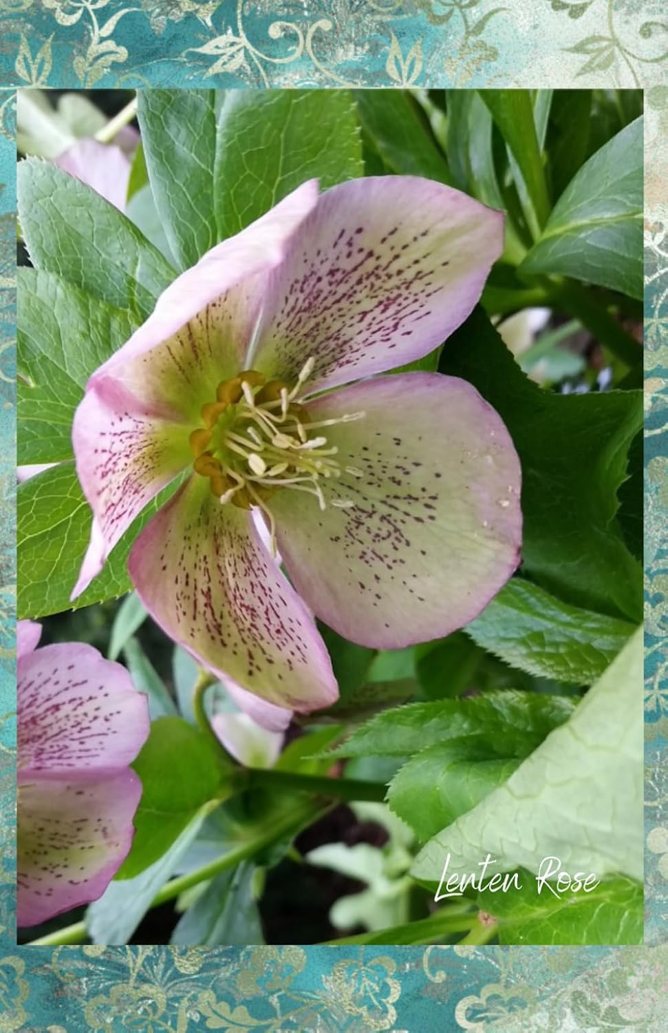 Lenten Rose: Journal baixar livro de graça