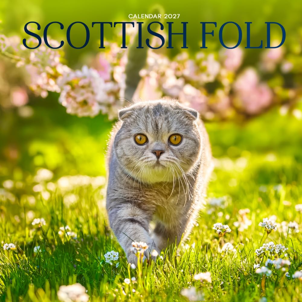 Scottish Fold Calendar 2027: Cat Portraits and Breed Scenes
