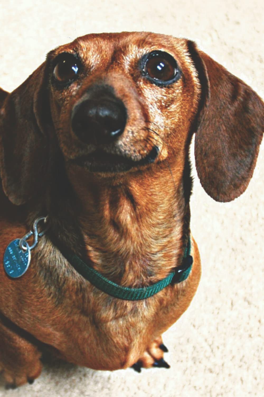 ler totalmente Dachshund Lover's Journal: For Continual Self-Improvement and Focus