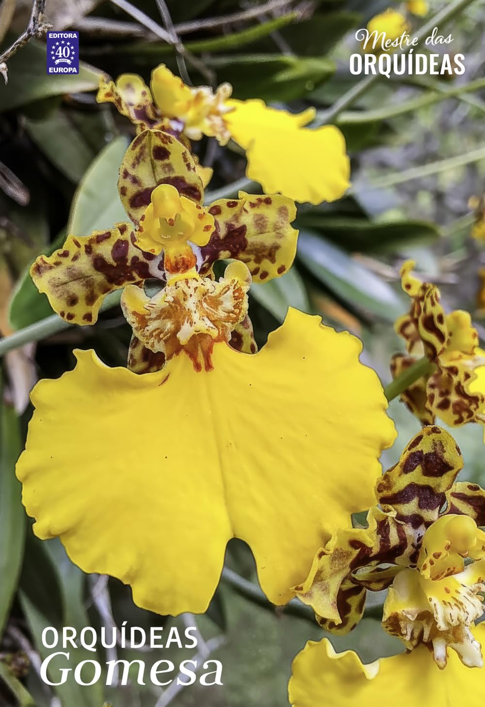 Orquídeas Gomesa - Mestre das Orquídeas - Volume 32 baixar livro de graça