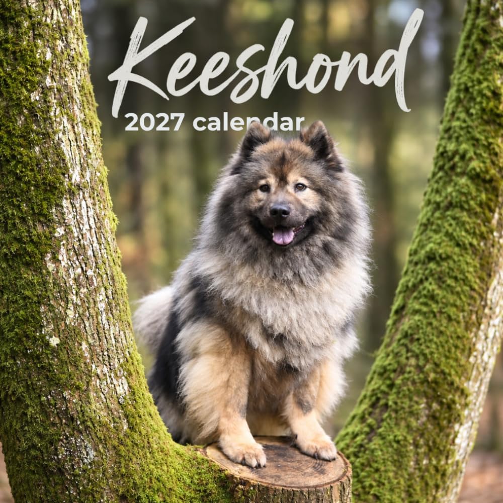 Keeshond Dog Calendar 2027