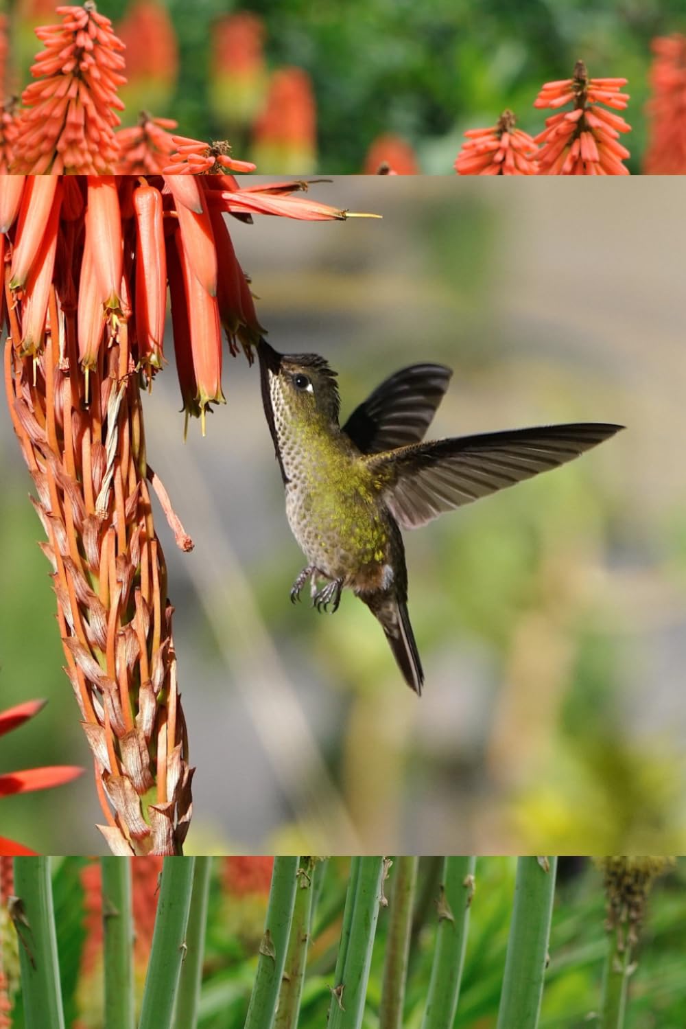 Hummingbird and Torch Lily