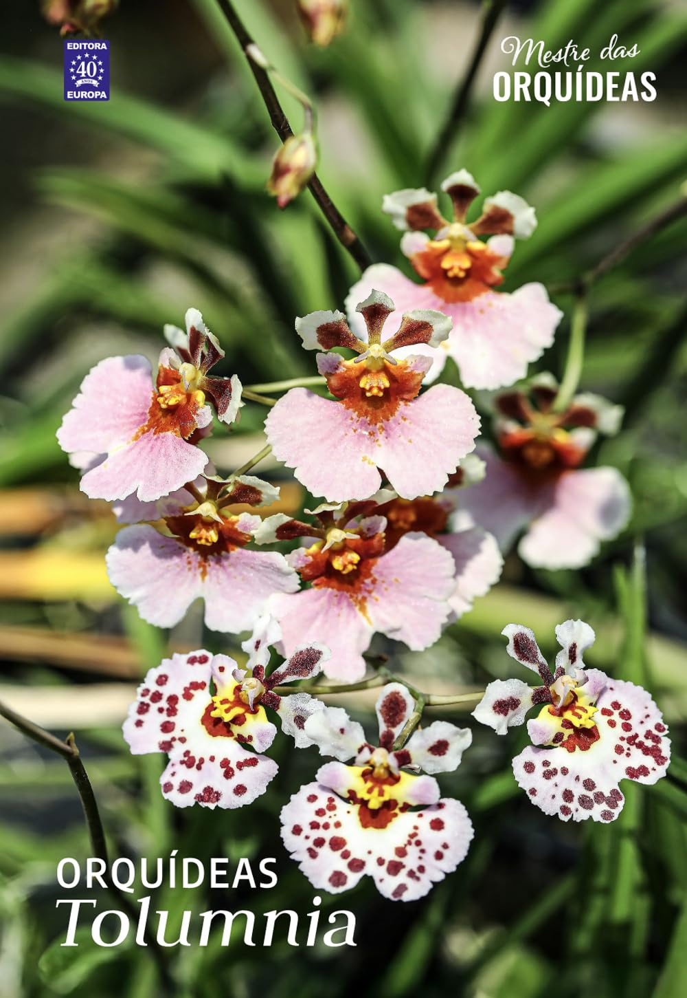 ler totalmente Orquídeas Tolumnia - Mestre das Orquídeas - Volume 31