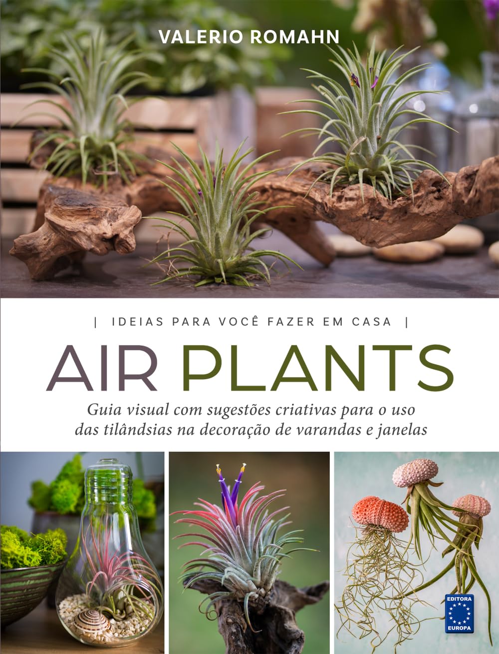 Air Plants: Ideias para Você Fazer em Casa
