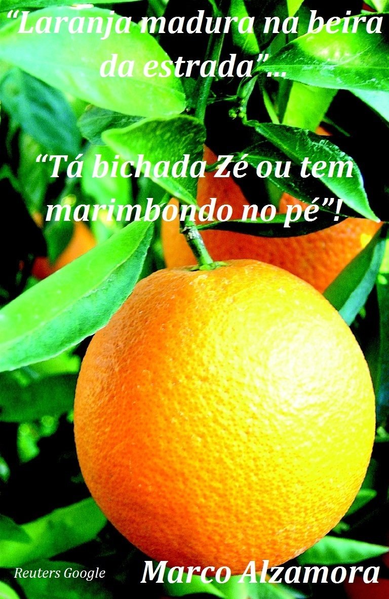 LARANJA MADURA "Tá bichada Zé... Ou tem marimbondo no pé"!