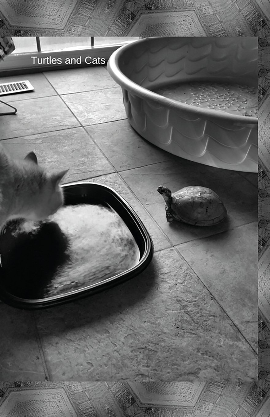 Turtles And Cats: Journal/Planner baixar livro de graça