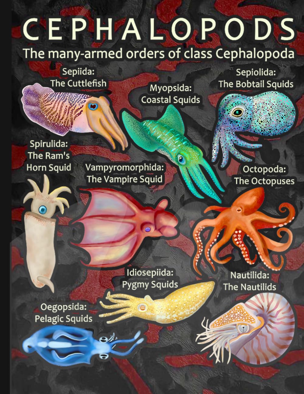 ler totalmente Cephalopods Many-Armed Orders Chart Composition Notebook - Aesthetic Octopus Squid Ocean Life Lined Journal for Divers, College Students, Women & Men