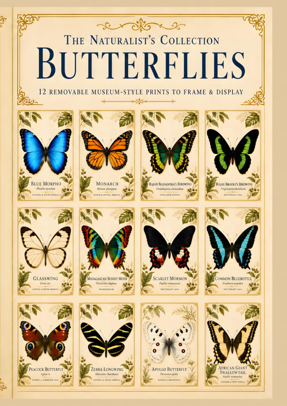 capítulo por capítulo baixar The Naturalist’s Collection: Butterflies: 12 Removable Museum-Style Butterfly Prints to Frame and Display