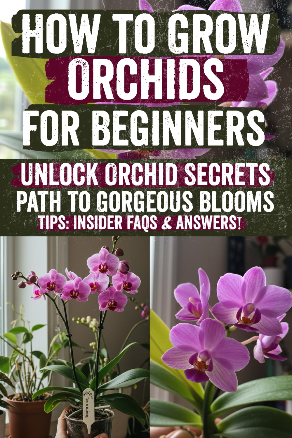 How to Grow and Care for Orchids: Unlock Vibrant Blooms & Insider Secrets to Thriving Orchids Effortless Setup, Stress‑Free Care & Proven Rebloom Tricks That Turn Beginners into Orchid Pros! baixar livro de graça