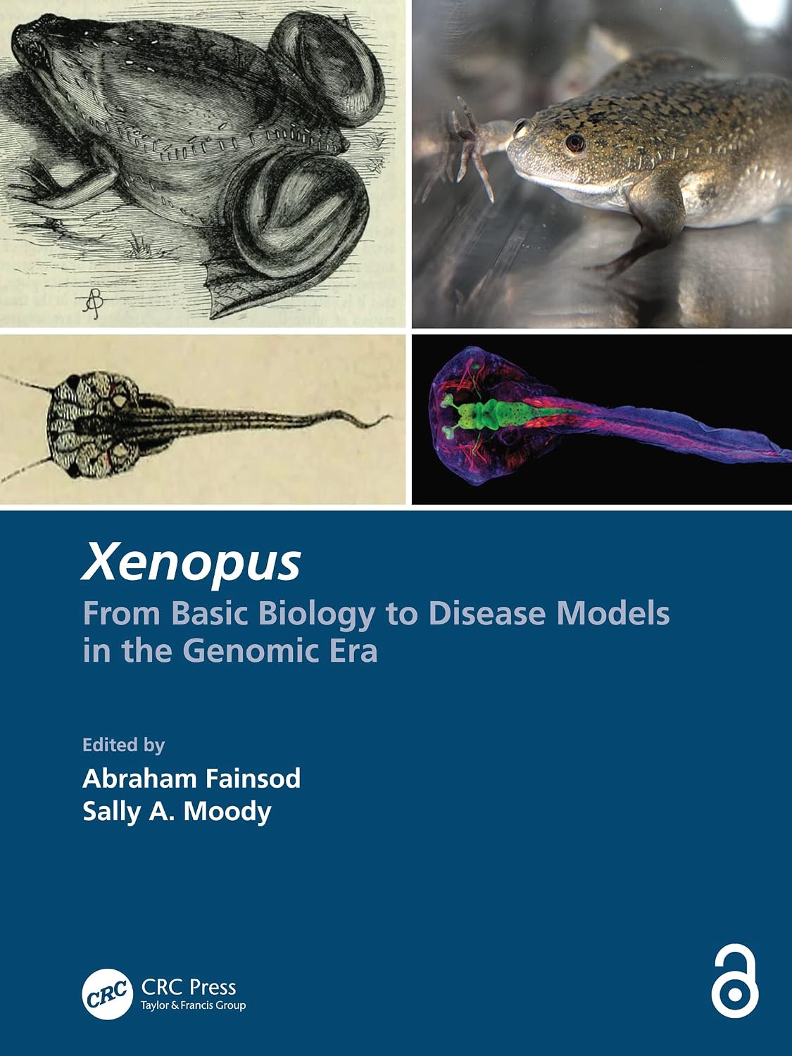 Xenopus: From Basic Biology to Disease Models in the Genomic Era (English Edition) baixar o livro de graça