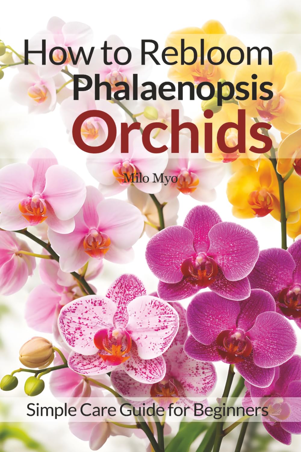How to Rebloom Phalaenopsis Orchids: Simple Care Guide for Beginners baixar o livro de graça