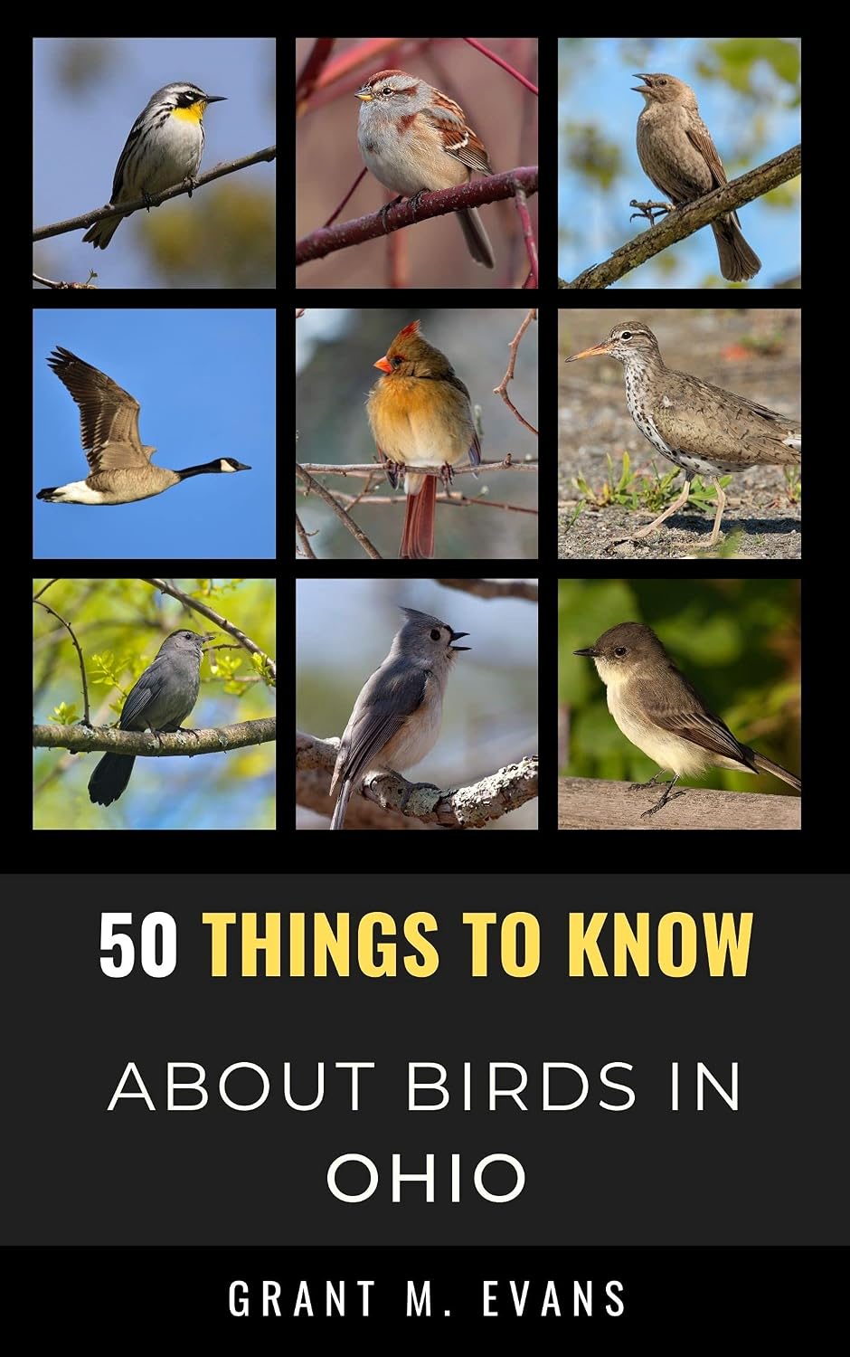 50 Things to Know About Birds in Ohio: Birdwatching Guide, Bird Identification, Local Species, & Backyard Birds (50 Things to Know About Birds & Birdwatching:... and regional bird books) (English Edition) baixar livro de graça