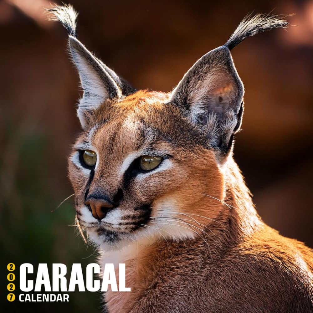 Caracal Calendar 2027: Striking Wild Cats and Natural Landscapes baixar livro de graça