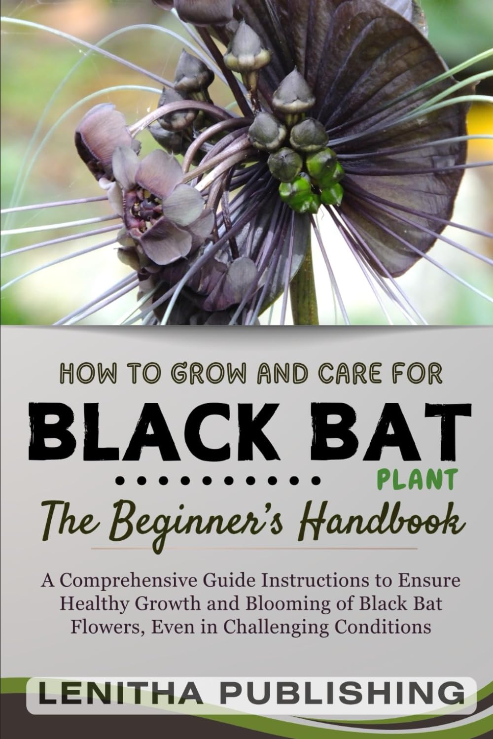 ler totalmente Black Bat Flower Cultivation for Beginners: A Comprehensive Guide to Growing and Maintaining This Rare and Beautiful Plant