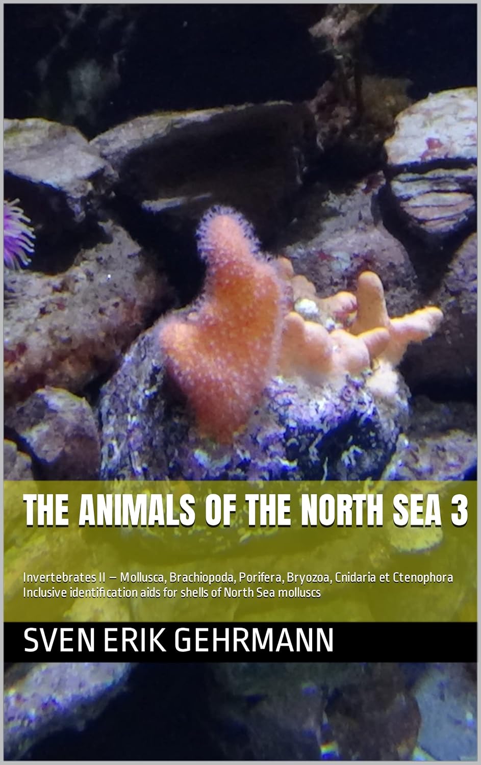 capítulo por capítulo baixar THE ANIMALS OF THE NORTH SEA 3: Invertebrates II – Mollusca, Brachiopoda, Porifera, Bryozoa, Cnidaria et Ctenophora Inclusive identification aids for shells of North Sea molluscs (English Edition)