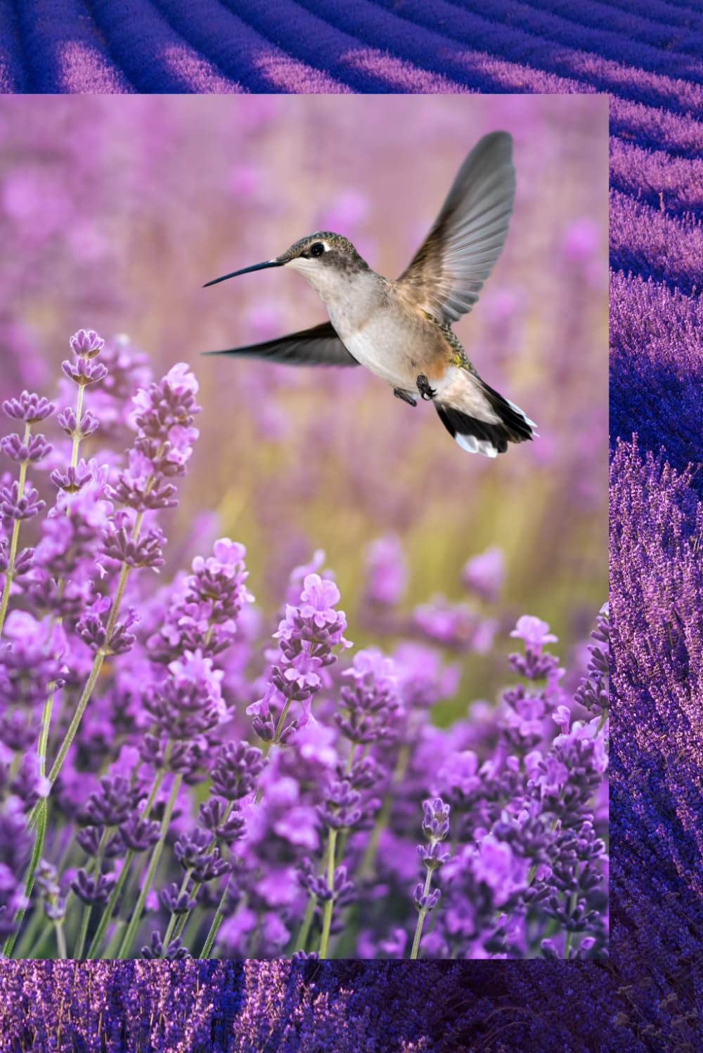 Hummingbird and Lavender