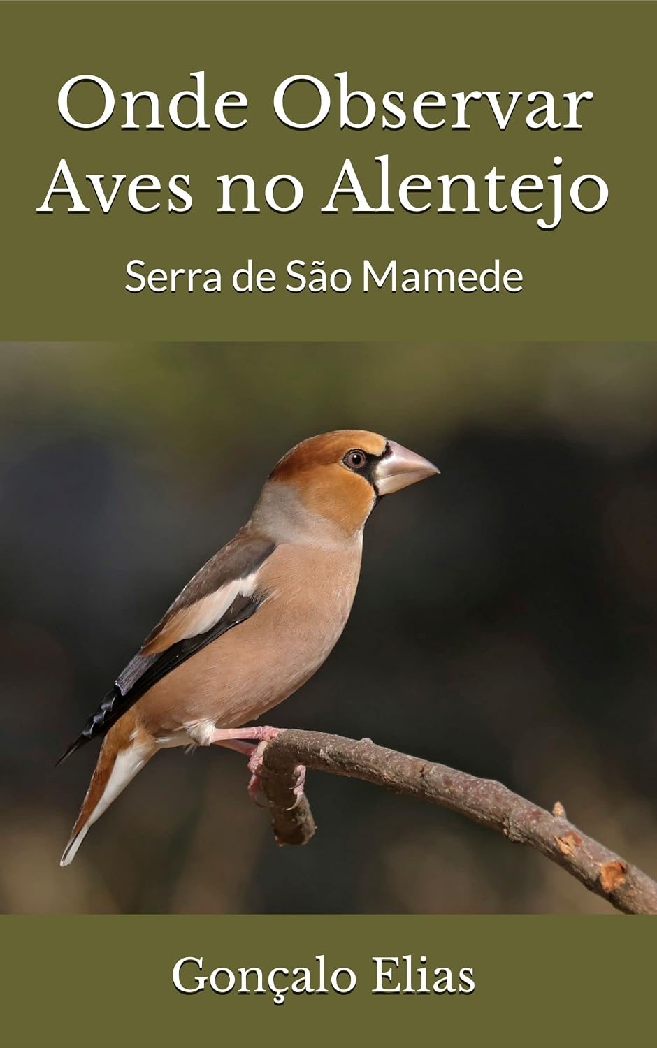 Onde Observar Aves no Alentejo: Serra de São Mamede baixar livro de graça