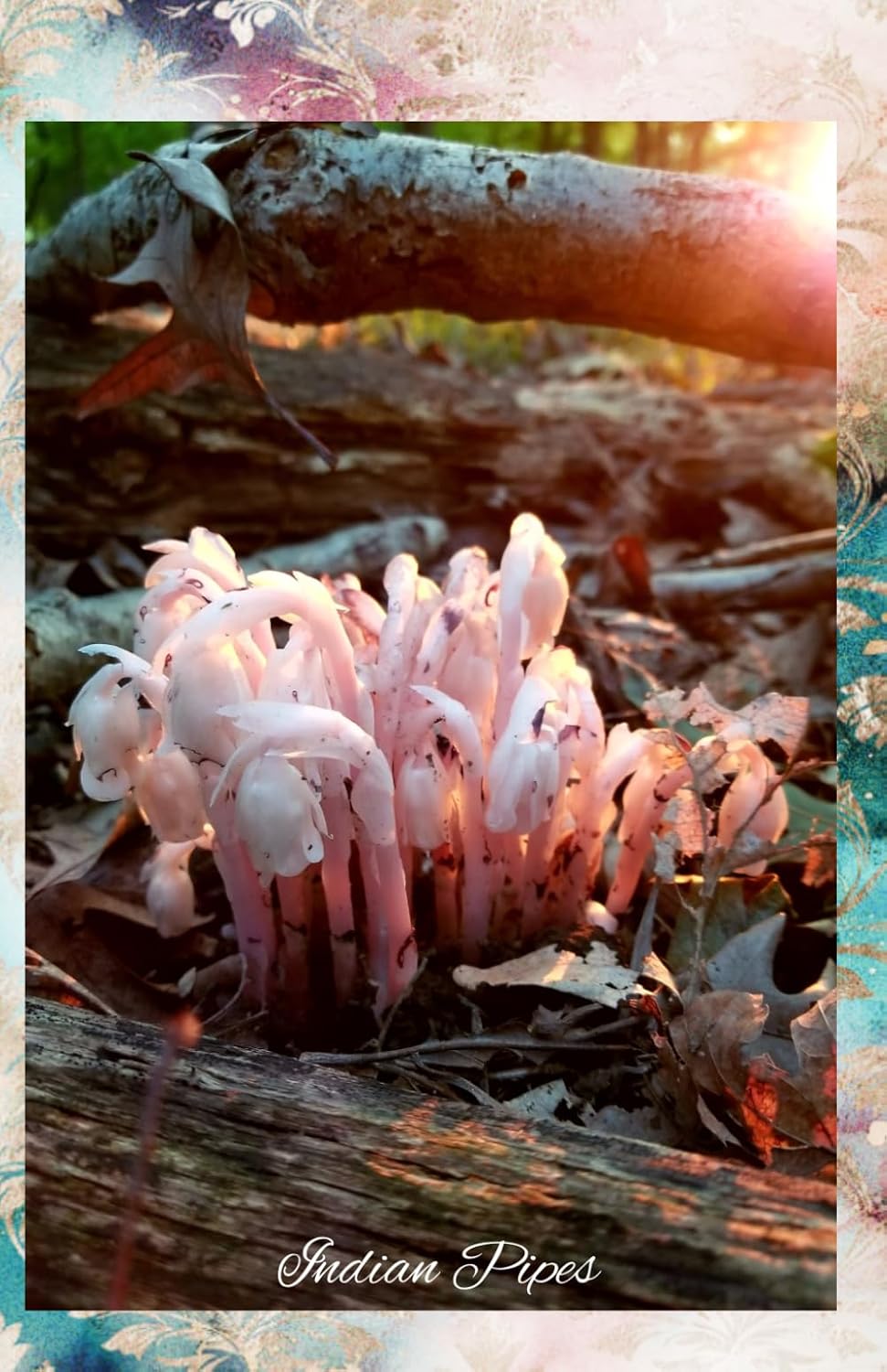 Indian Pipes: Journal/Planner baixar livro de graça