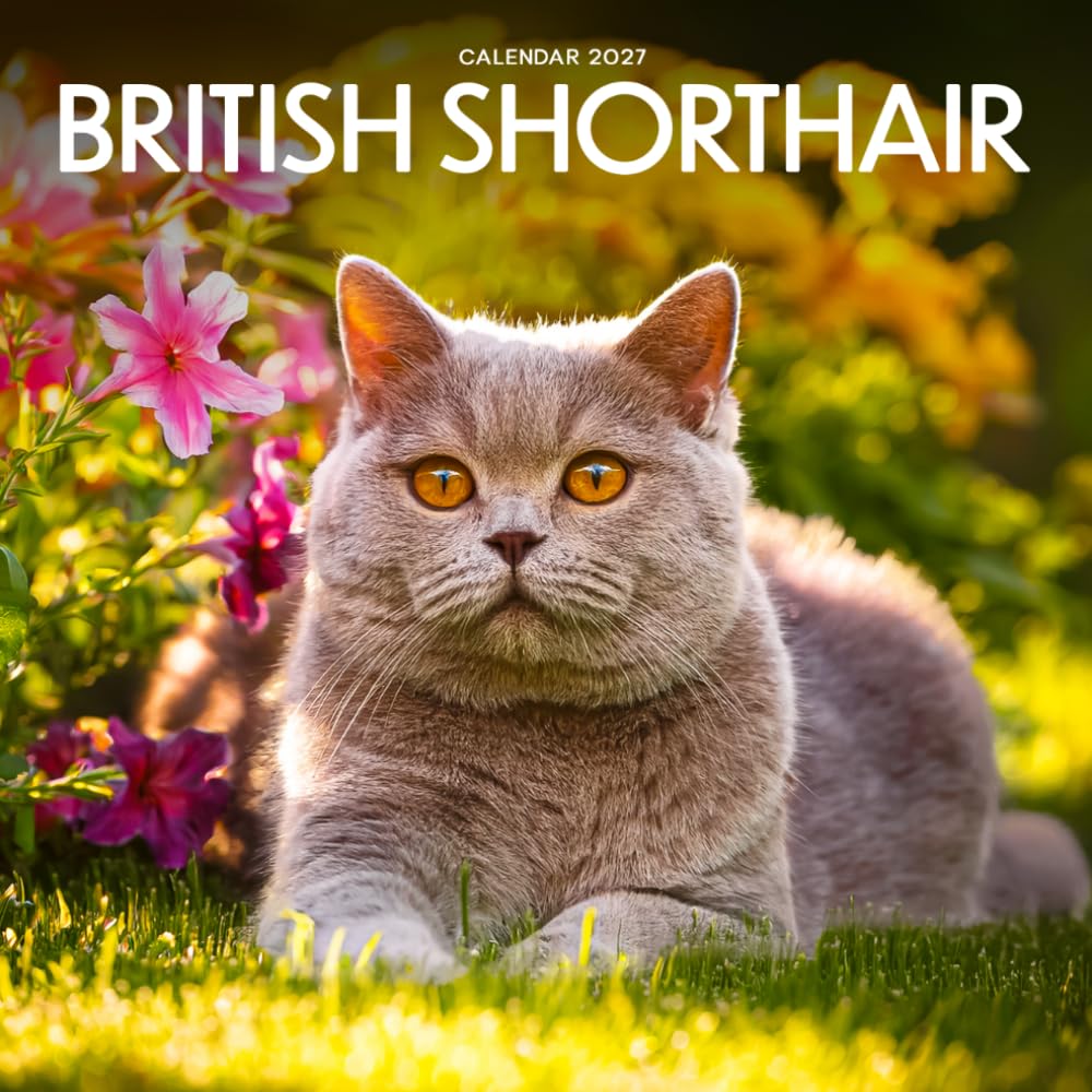 British Shorthair Calendar 2027 baixar livro de graça