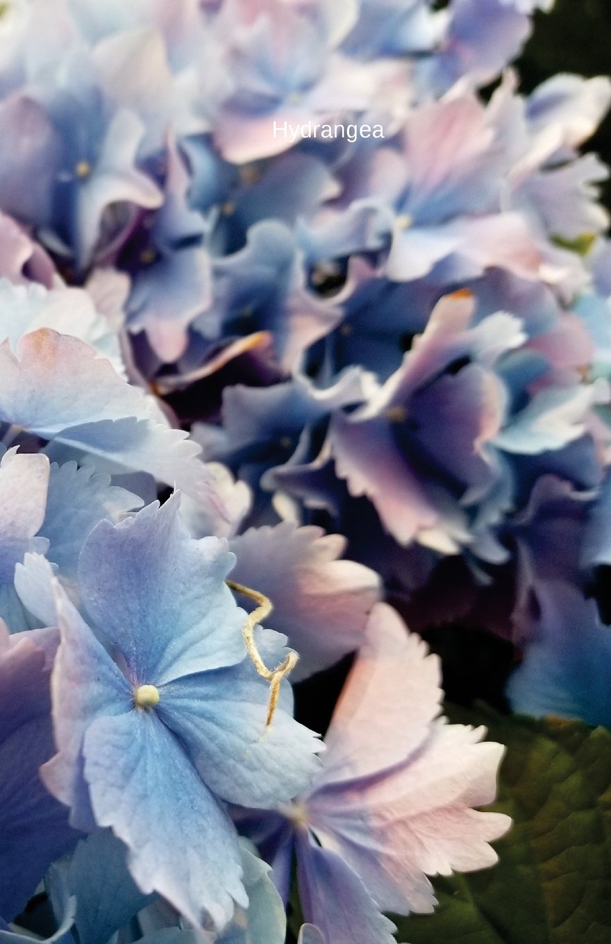 ler totalmente Hydrangea: Journal/Planner