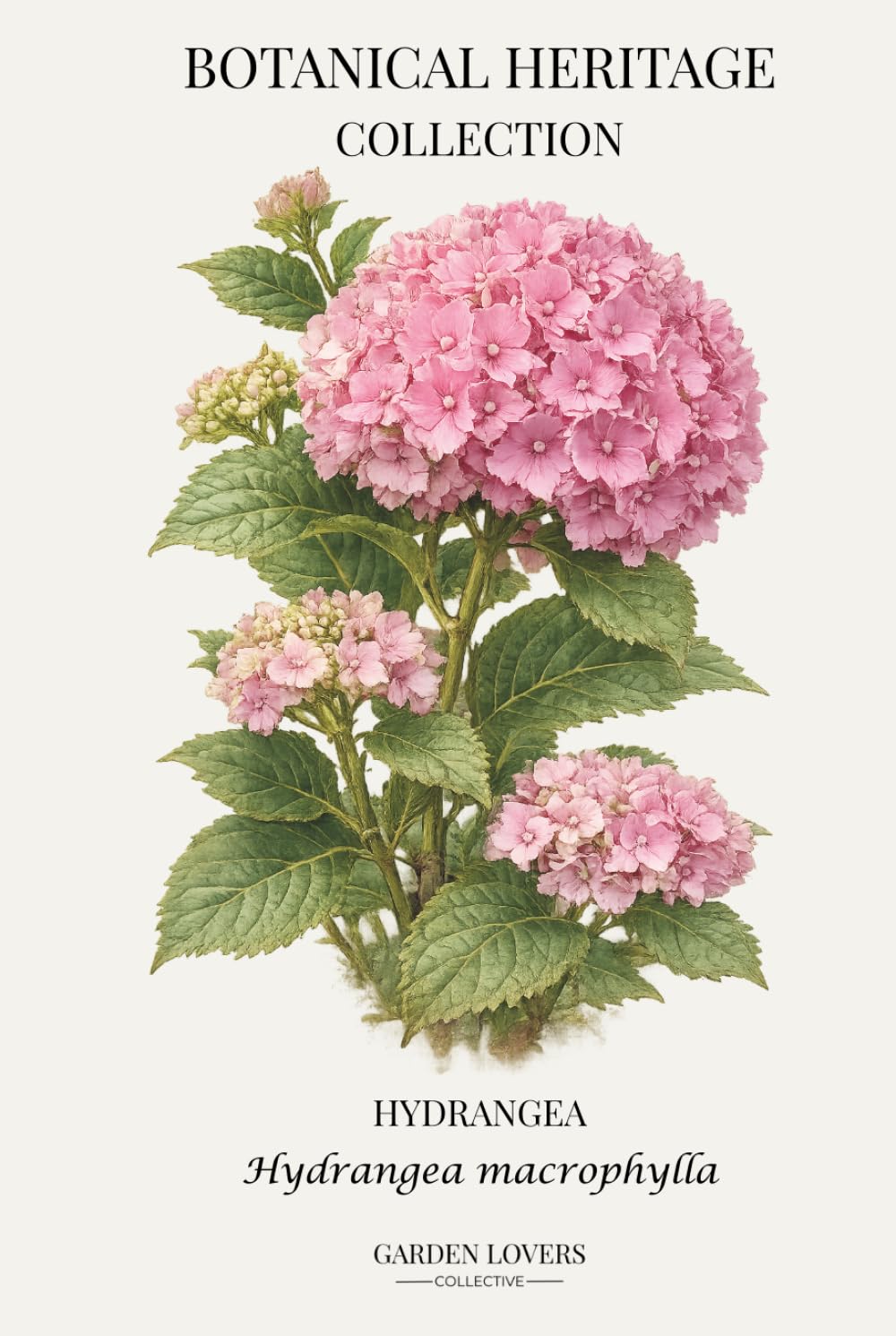 Hydrangea: A Botanical Heritage Collection Notebook Featuring Hydrangea macrophylla