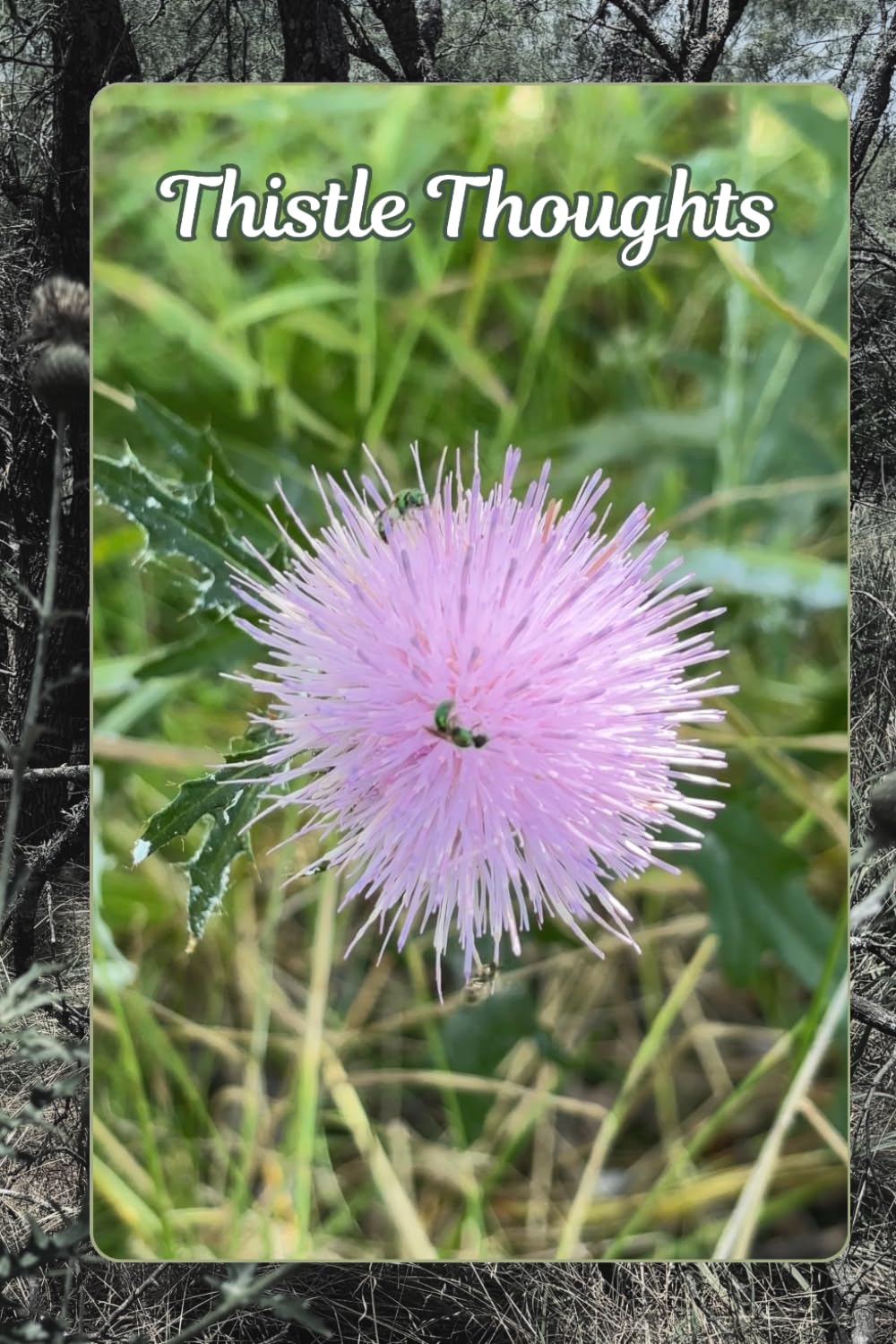 Thistle Thoughts baixar livro de graça