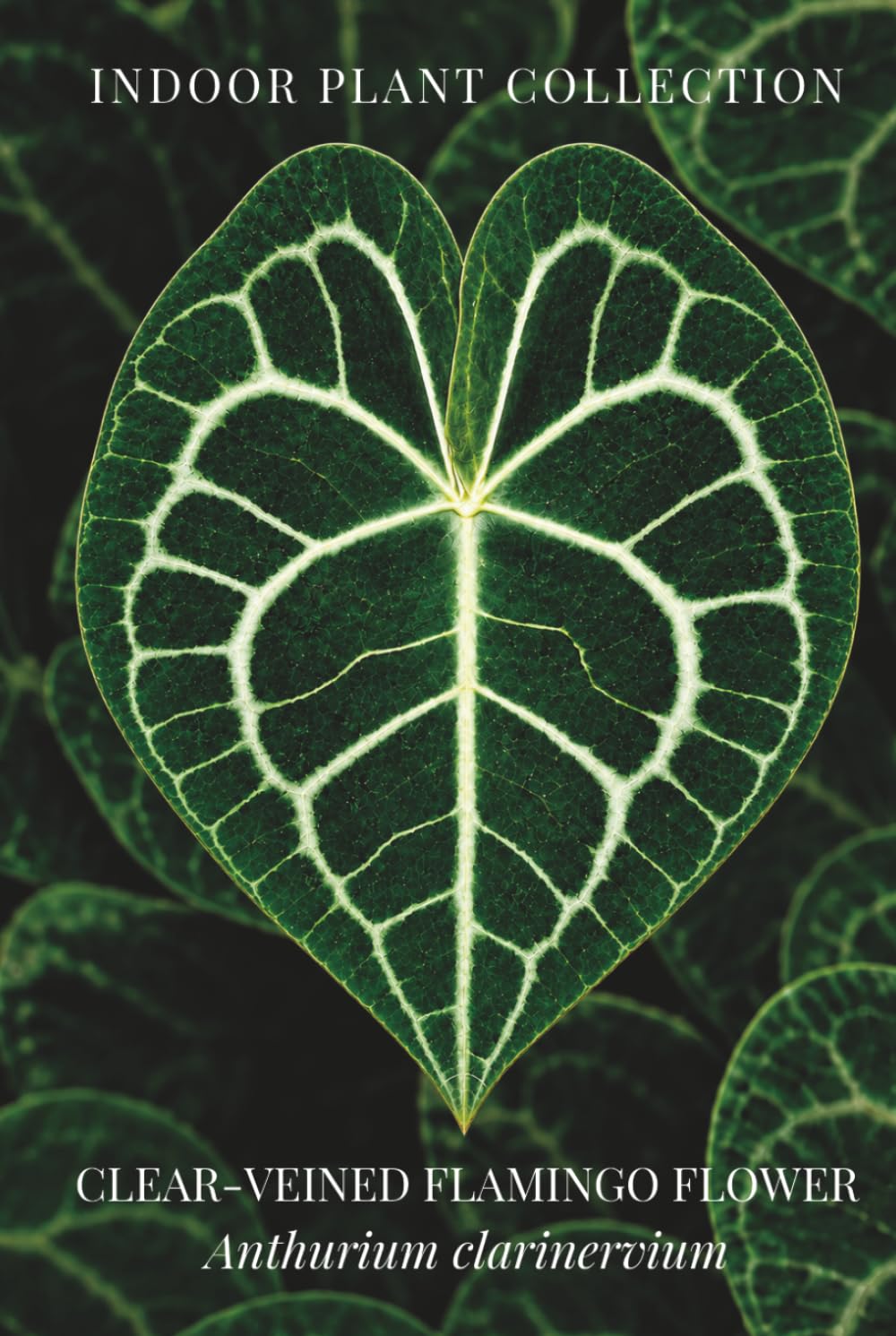 CLEAR-VEINED FLAMINGO FLOWER: Botanical Notebook Featuring Anthurium clarinervium (INDOOR PLANT COLLECTION) baixar livro de graça