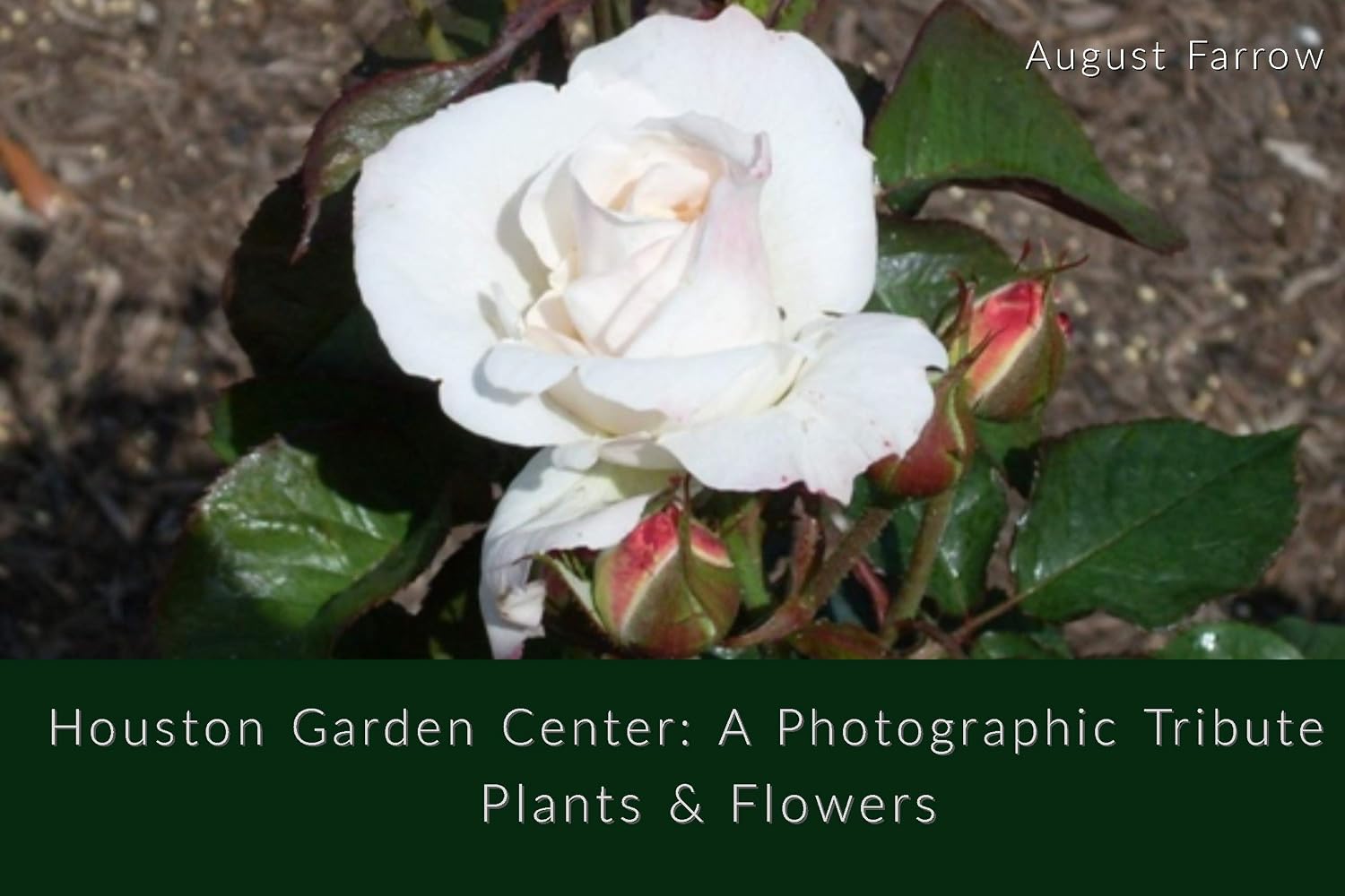 Houston Garden Center: A Photographic Tribute: Plants and Flowers (English Edition) baixar livro de graça