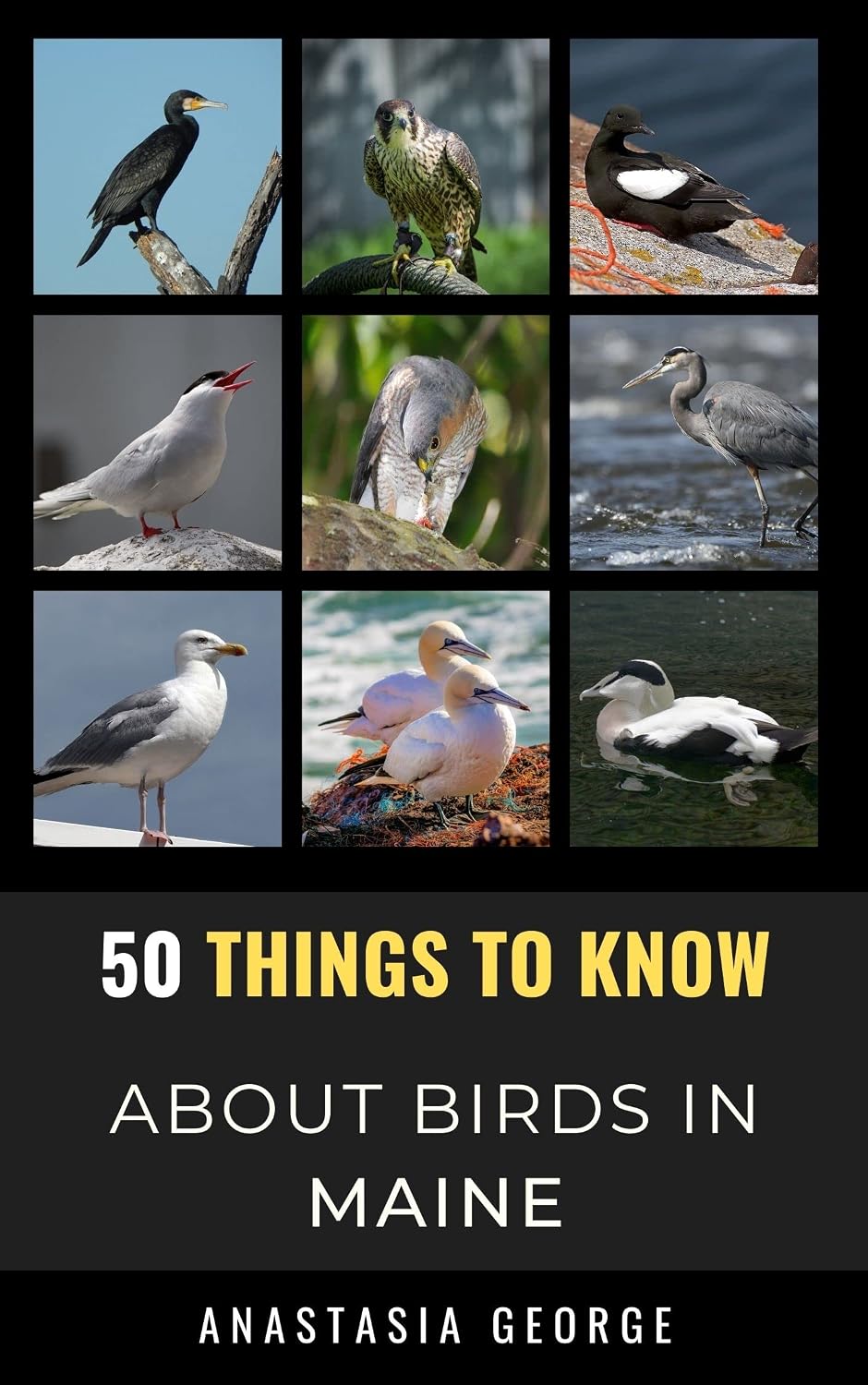 50 Things to Know About Birds in Maine: Birdwatching Guide, Bird Identification, Local Species, & Backyard Birds (50 Things to Know About Birds & Birdwatching:... and regional bird books) (English Edition) baixar livro de graça