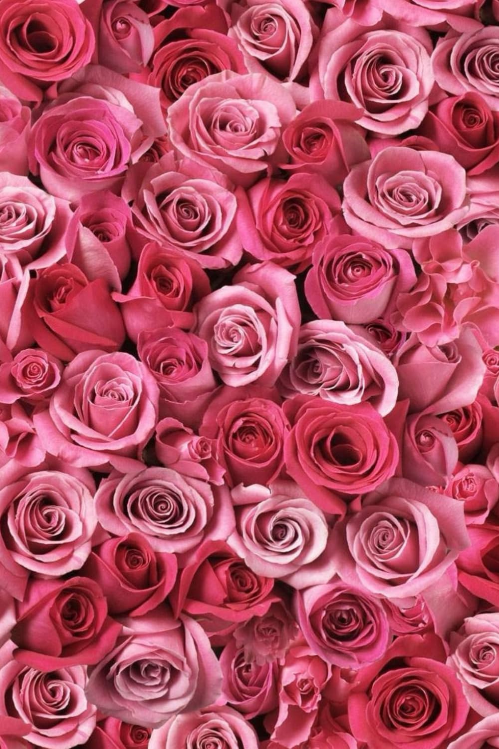 ler totalmente Pink Roses