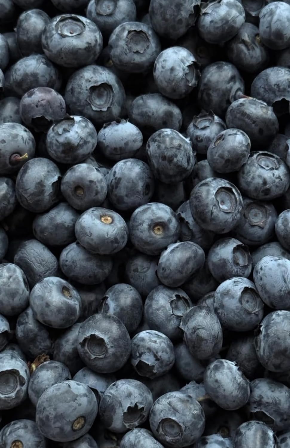 Blueberries: notes & thoughts