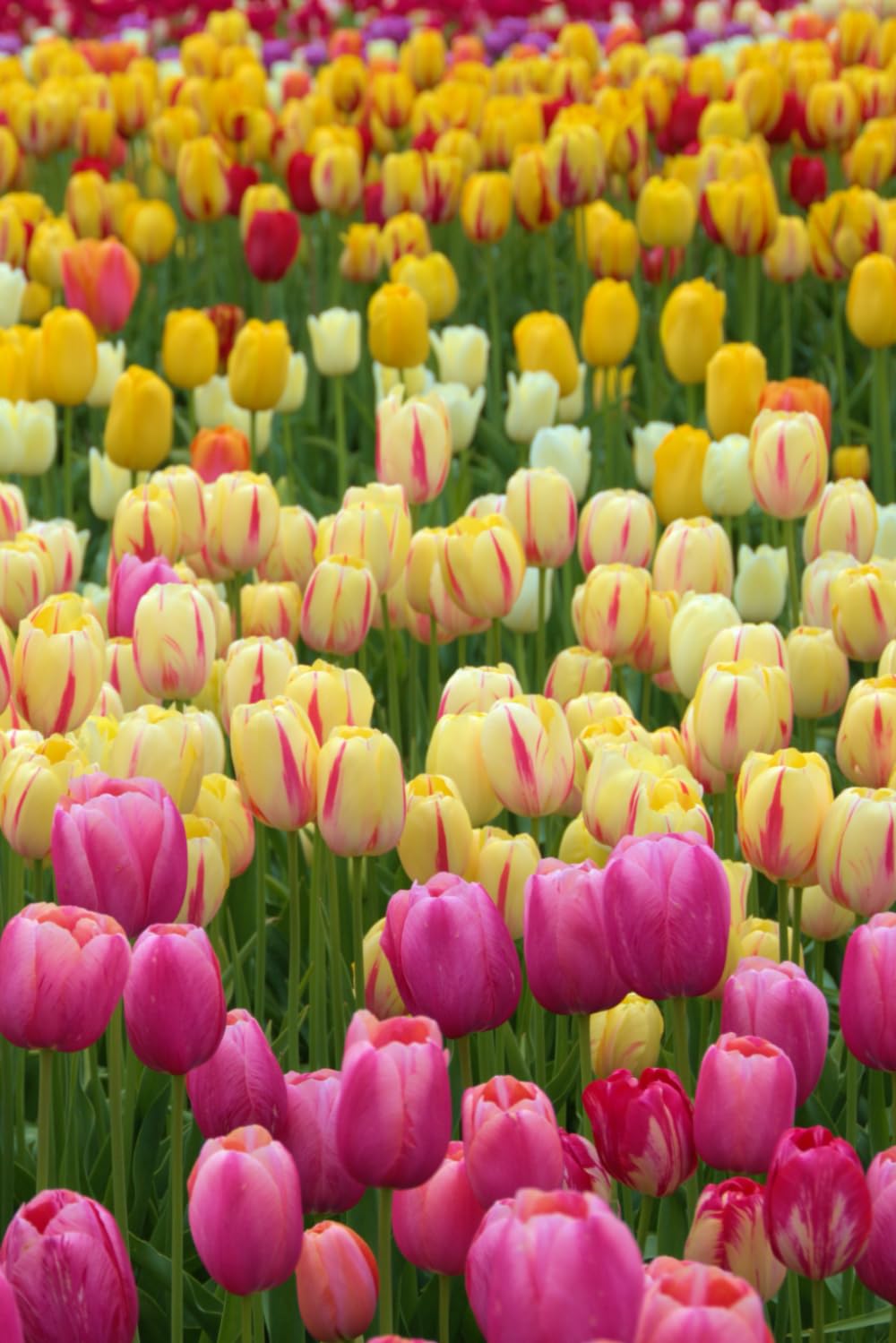 Tulips baixar livro de graça