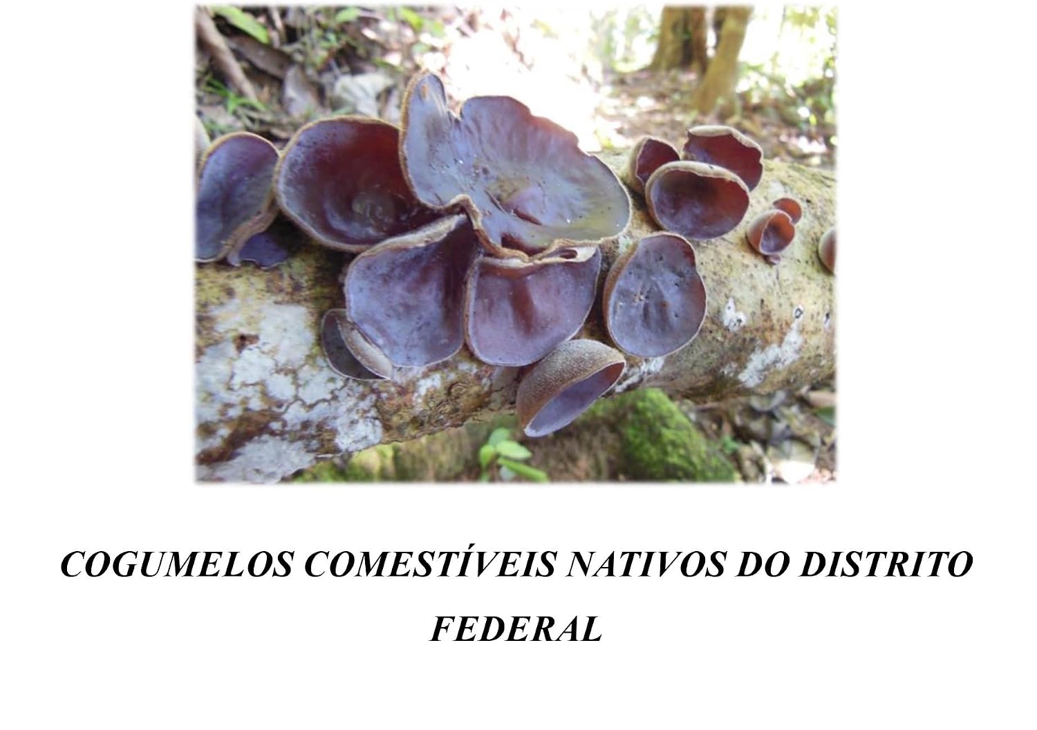 Cogumelos comestíveis nativos do Distrito Federal baixar livro de graça