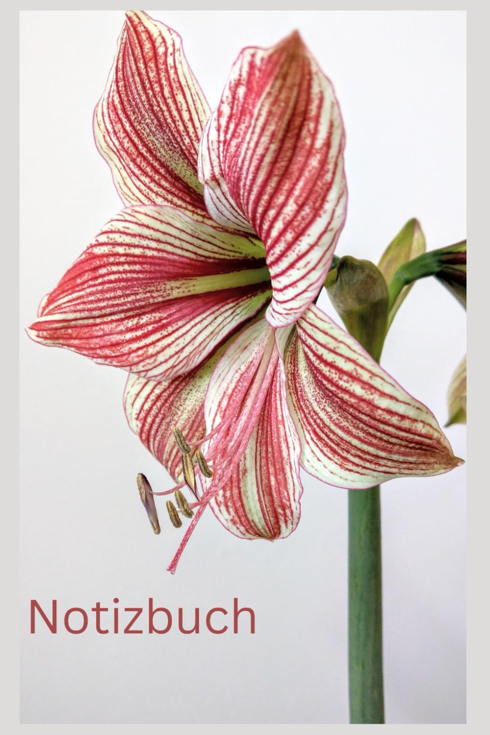Notizbuch Amaryllis, Blumen Buch: Geschenk für Amaryllis Liebhaber & Garten Fans, Accessoires, A5, Zubehör, Bild: Tagebuch, Journal, Taschenbuch,... Deko,Flower,Zwiebel,Pflanze (German Edition) baixar livro de graça