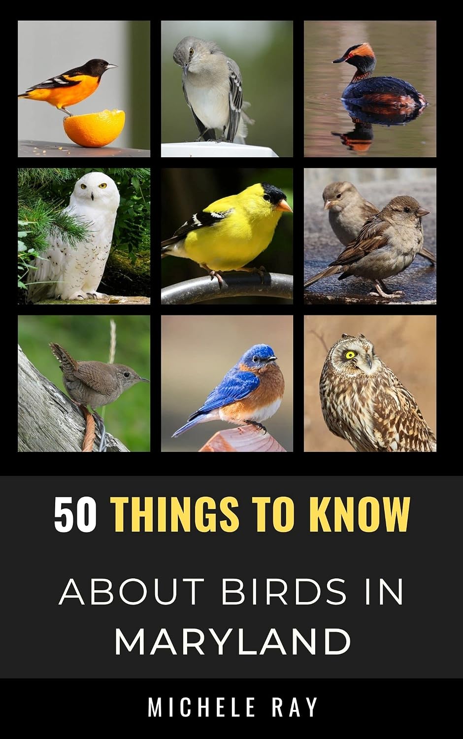 50 Things to Know About Birds in Maryland: Birdwatching Guide, Bird Identification, Local Species, Nature Facts, Backyard Birds, & Wildlife (50 Things... and regional bird books) (English Edition) baixar o livro de graça