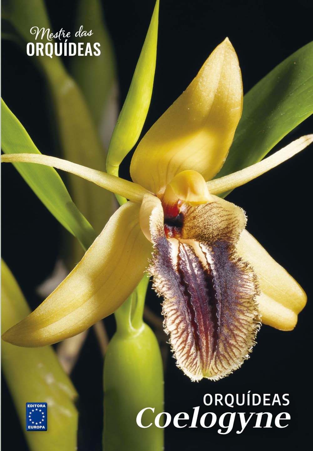 Orquídeas Coelogyne - Mestre das Orquídeas - Volume 22 baixar livro de graça