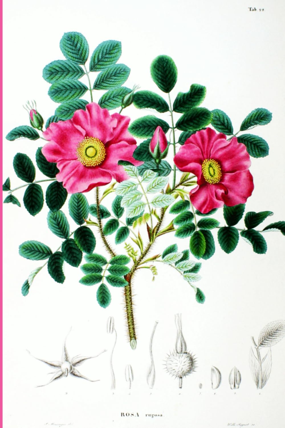 Rosa Rugosa Journal: 6 x 9 inch, 160 college ruled pages