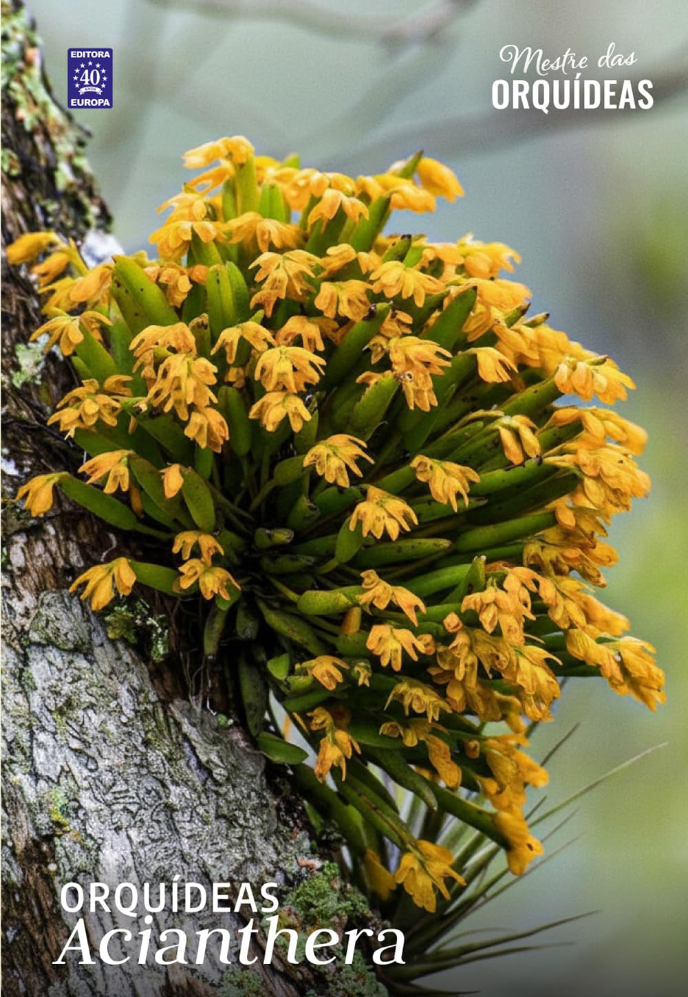 ler totalmente Acianthera - Mestre das Orquídeas - Volume 33