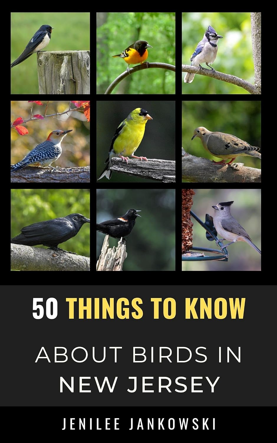 50 Things to Know About Birds in New Jersey: Birdwatching Guide, Bird Identification, Local Species, Nature Facts, Backyard Birds, & Wildlife (50 Things... and regional bird books) (English Edition) baixar livro de graça