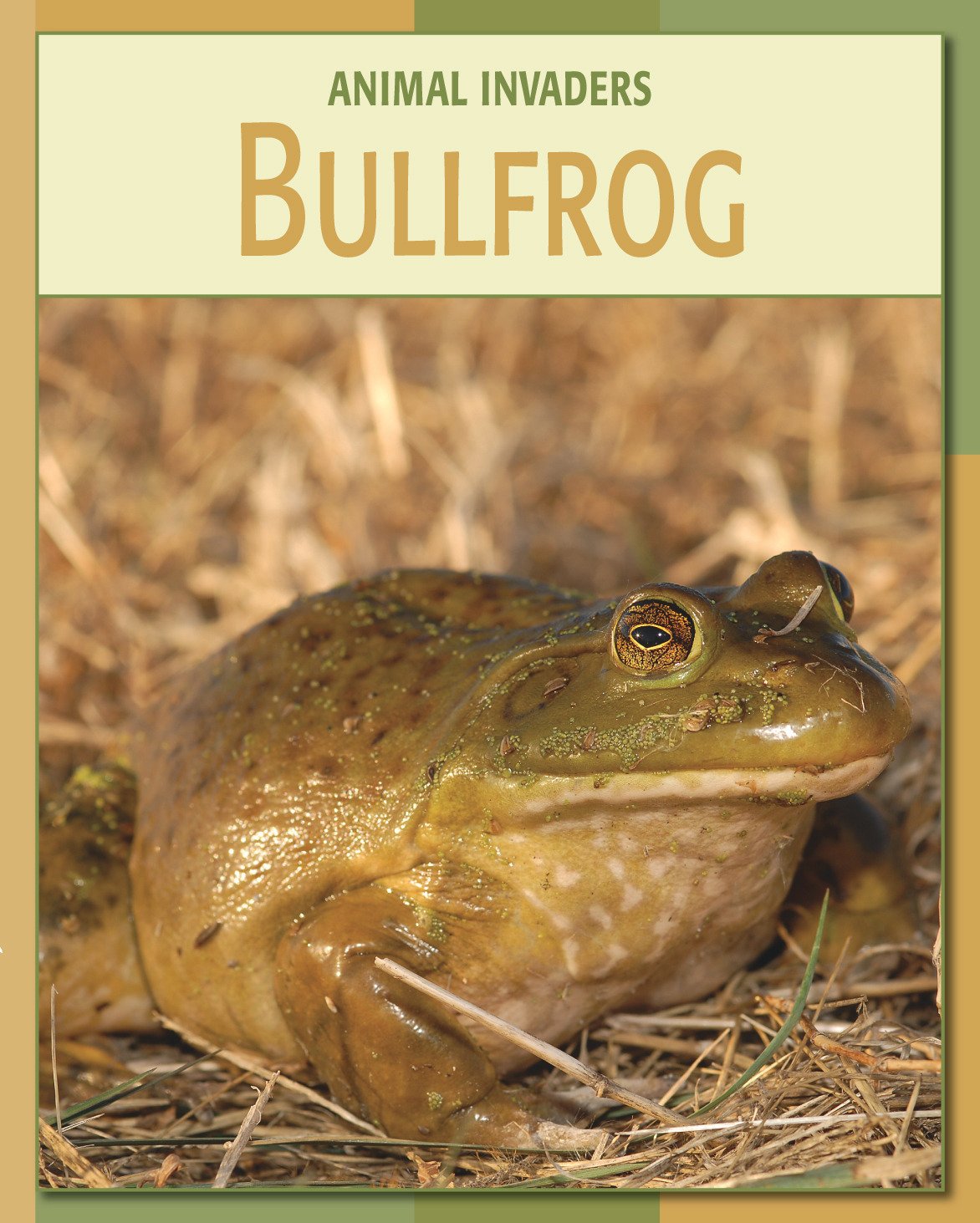 Bullfrog (21st Century Skills Library: Animal Invaders) (English Edition) baixar o livro de graça