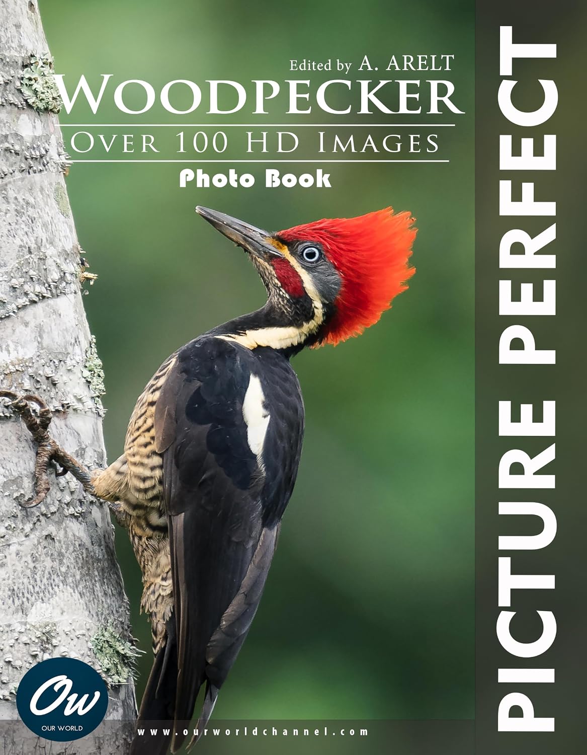 Woodpeckers: Picture Perfect Photo Book: Over 100 HD images (English Edition) baixar o livro de graça