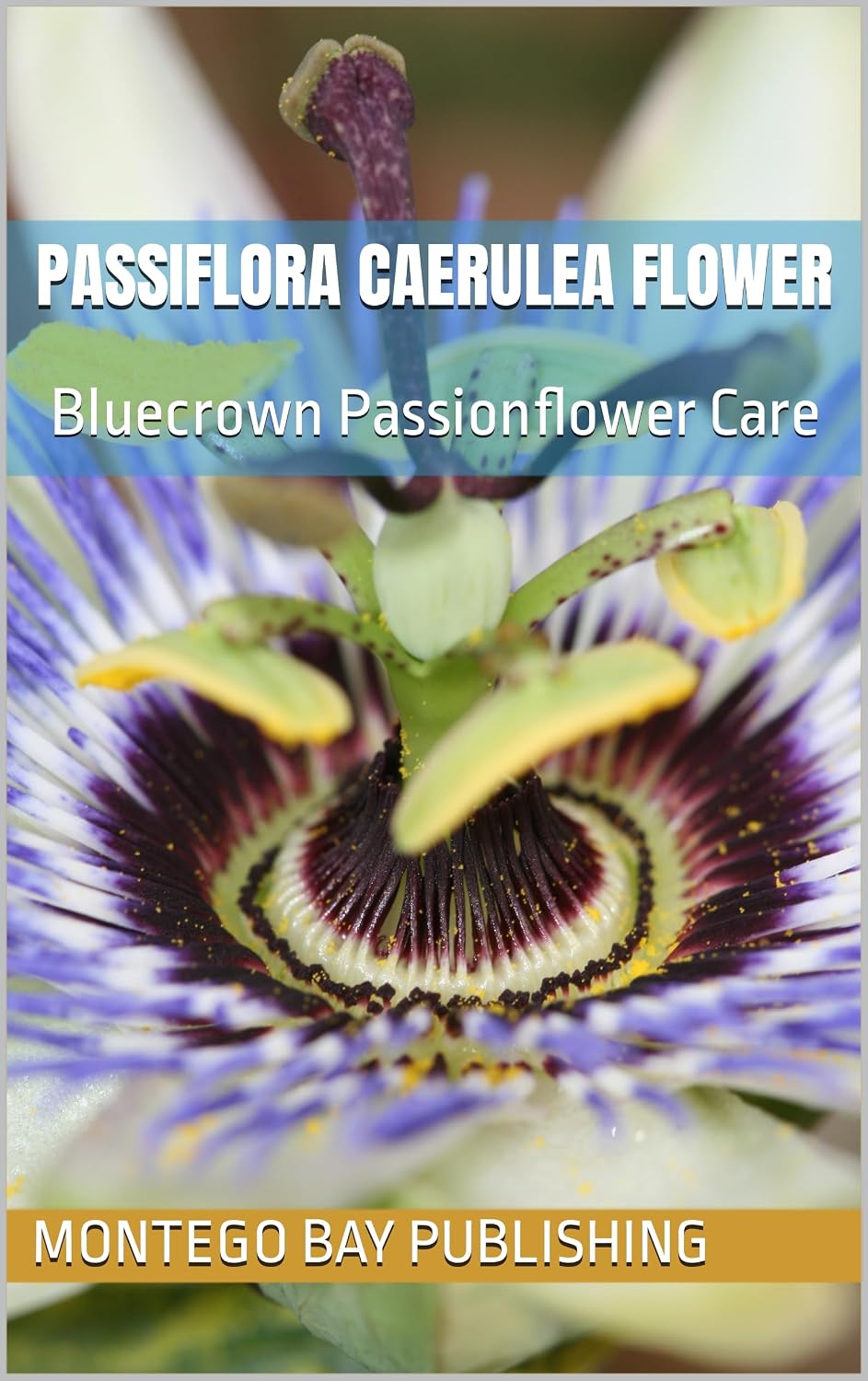 Passiflora Caerulea Flower: Bluecrown Passionflower Care (Flowers) (English Edition) baixar o livro de graça