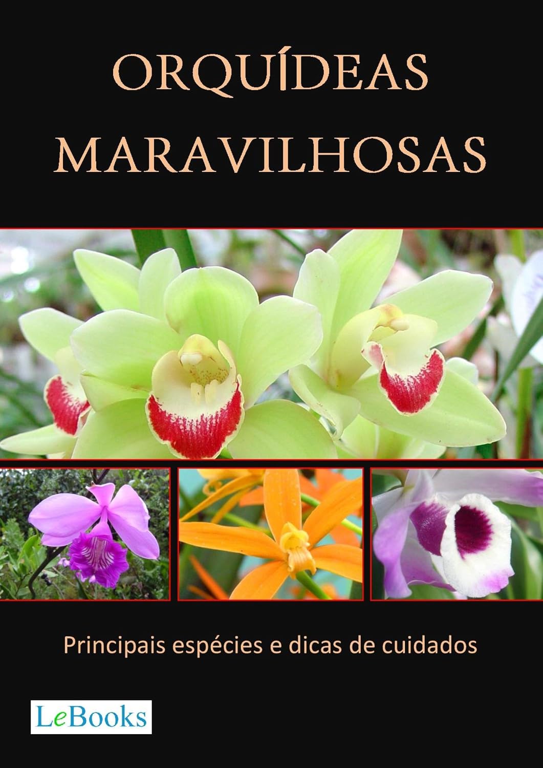 Orquídeas maravilhosas: Principais espécies e dicas de cuidados (Coleção Casa & Jardim) baixar o livro de graça