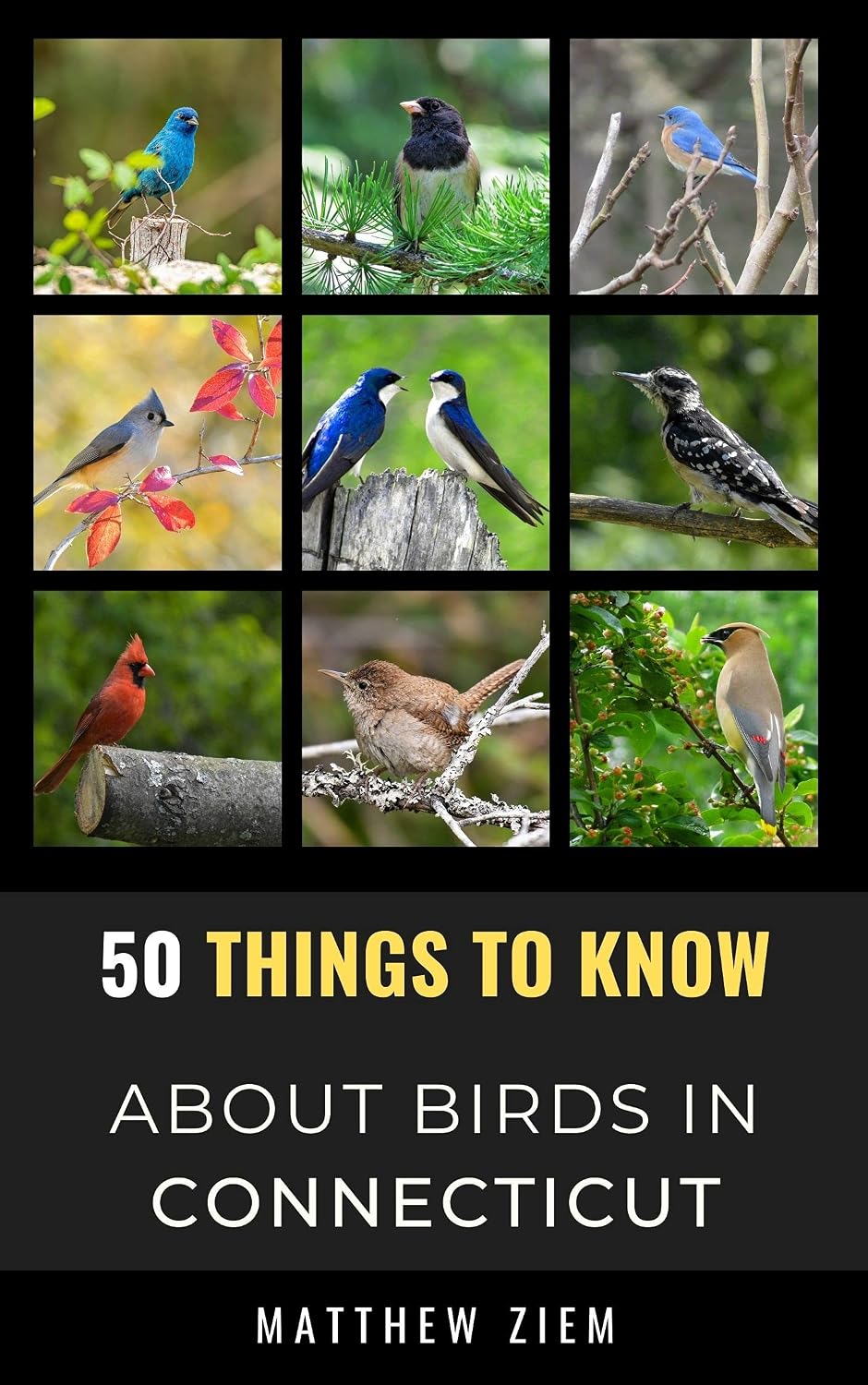 50 Things to Know About Birds in Connecticut: Birdwatching Guide, Bird Identification, Local Species, & Backyard Birds (50 Things to Know About Birds... and regional bird books) (English Edition) baixar livro de graça
