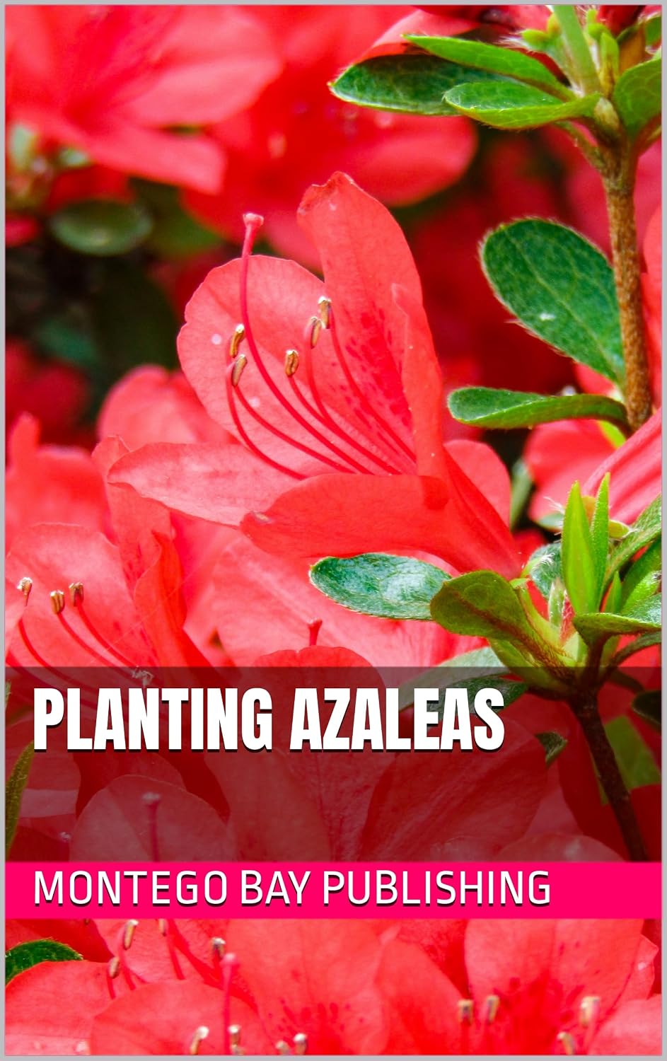 Planting Azaleas (Homegrown flowers) (English Edition) baixar livro de graça